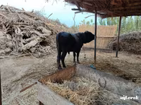 公牛, Cattle — 照片 7