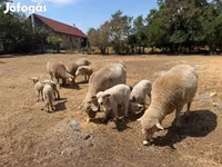 Domba betina, Sheep — foto 6