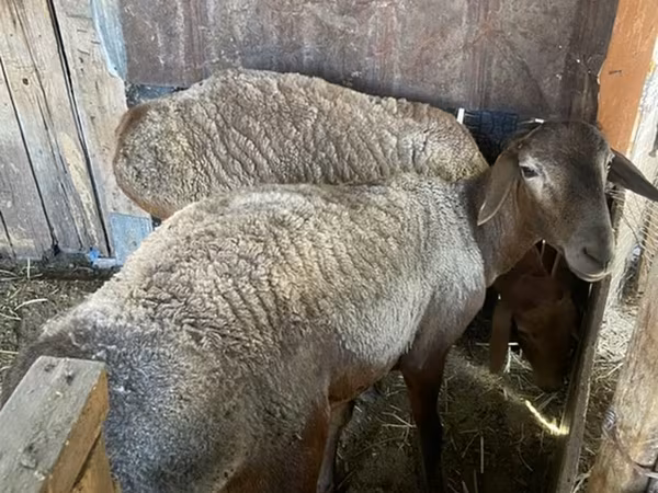Ram, Sheep — Kyrgyzstan