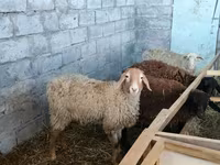 Ovce, Tian-Shan semifinewool sheep — foto 5