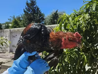 Chickens — foto 3