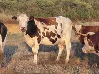 Krava, Simmental cattle — fotografija 1