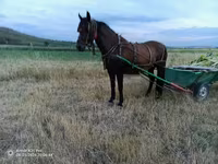 Mare, Horses — photo 1