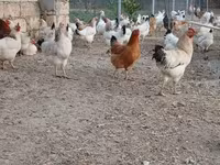 لاکنفلدر — عکس 4