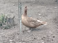 Chickens — foto 4