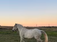 ሴት ፈረስ, Horses — ፎቶ 3