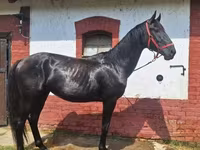 ፈረስ, Nonius horse — ፎቶ 4