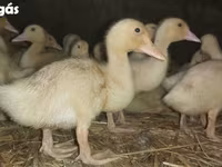Ducks — foto 3