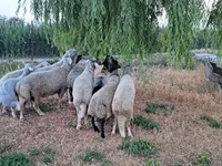 Ram, Schapen — foto 5