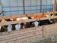 گاو نر, Simmental cattle — عکس 4