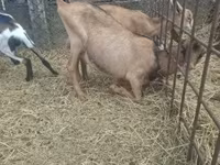 Bock, Getter — foto 6