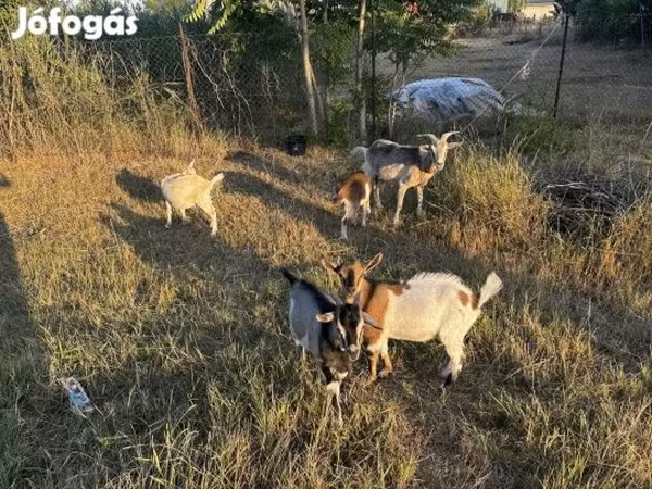 Ri’ dhaddig, Goats