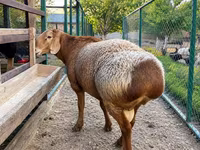 Berbec, Arashan sheep — foto 1
