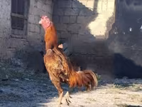 Chickens — foto 4