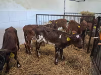 Bik, Simmental cattle — fotografija 2