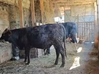 Lembu jantan, Cattle — foto 1