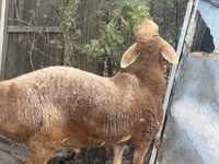 Carneiro, Edilbay sheep — foto 1