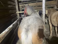 Kuda betina, Horses — foto 5