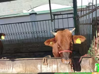 Lembu ternakan (lot, jantina tidak dinyatakan), Cattle — foto 7