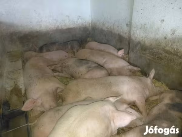 Prasata (šarže, pohlaví neuvedeno), Prasata