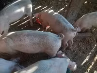 Babi hutan, Дюрок — foto 2