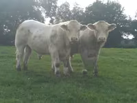 Ng'ombe dume, Charolais cattle — picha 3