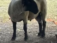 Koç, White Suffolk sheep — foto 2