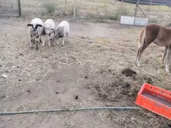 Schaap, Schapen