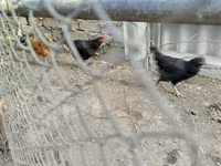 Chickens — 照片 1