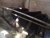 Lembu ternakan (lot, jantina tidak dinyatakan), Swiss cattle — foto 1