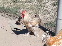 Chickens — عکس 2