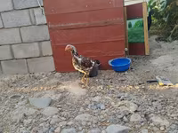 Chickens — รูปภาพ 3