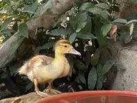 Ducks — Foto 2