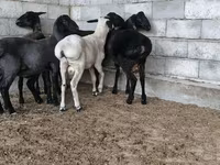 میش, گوسفند — عکس 5