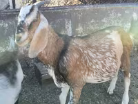 بز نر, Nubian Goat — عکس 3