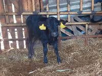Vacă, Bovine — foto 2