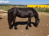 암말, Friesian — 사진 2