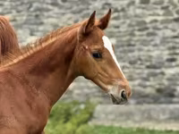 Horse (M), Anglo-Arabian — photo 1