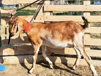 Chèvre, Nubian Goat — photo 4