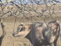 암소, Latvian Blue cattle — 사진 3