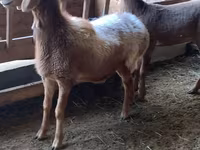 Koyun, Arashan sheep — foto 7