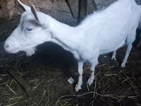 Kambing jantan, Alpine goat — foto 6