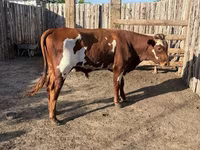 Bik, Swiss cattle — fotografija 4