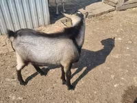 Nőstény kecske, Alpine goat — 3. fotó