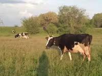 Vacă, Russian Black pied cattle — foto 8
