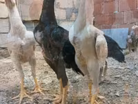 Chickens — عکس 7