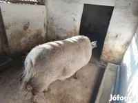 Scrofa, Мангалица — foto 4