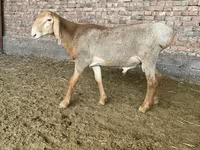 Montone, Arashan sheep — foto 3