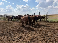 Cavalo, Horse breed — foto 3