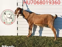 Buk, Nubian Goat — foto 7